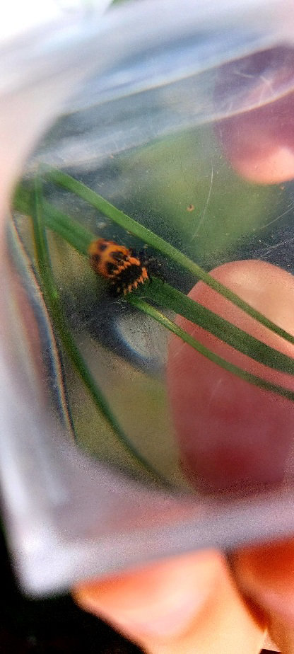 určování rostlin a živočichů